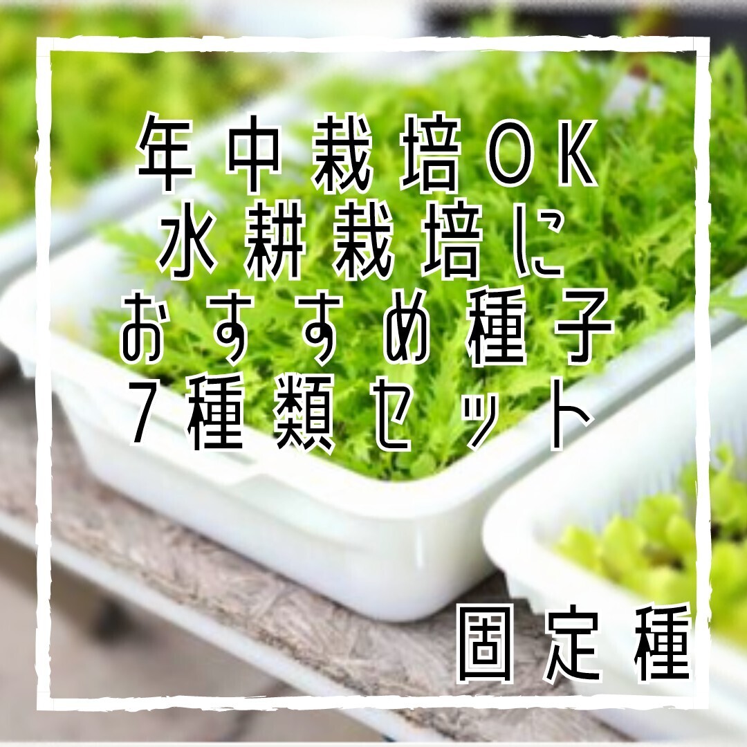 【普通郵便】H01 初心者でも簡単!葉野菜セット 7品種 水耕栽培なら年中OK 固定種 野菜の種拍卖