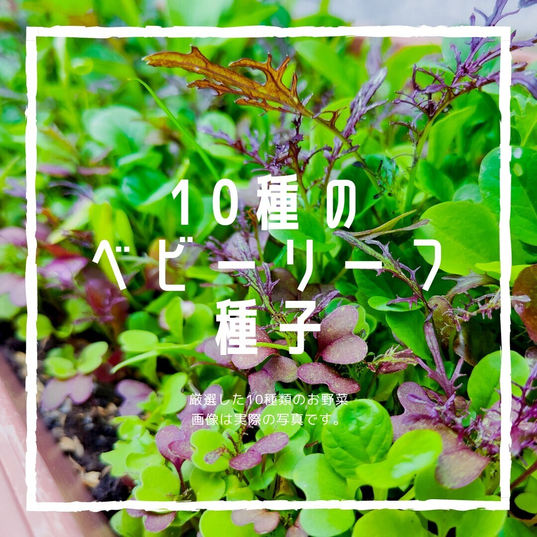 【安心の固定種!メルカリ販売実績500件超】ベビーリーフ サラダセット 野菜の種 10種ミックス 家庭菜園にも!拍卖