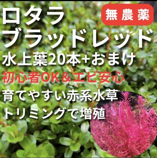 ここが違う!【無農薬】ロタラブラッドレッド 水上葉20本+おまけ|初心者OK&エビ安心育てやすい赤系水草CO2で真紅にトリミングで増殖4拍卖