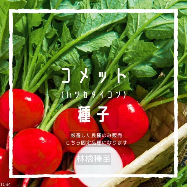 T34 家庭菜園でおすすめ品種 コメット ラディッシュ 二十日大根 種 固定種 野菜の種 貴重な累代自家採種!ここが他とは違います!拍卖