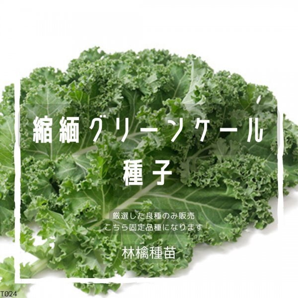 T24 家庭菜園でおすすめ品種 縮緬グリーンケールの種 固定種 野菜の種 貴重な累代自家採種!ここが他とは違います!拍卖