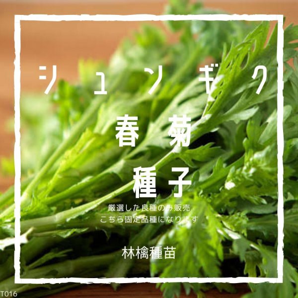 T16 家庭菜園でおすすめ品種 中葉春菊 シュンギク 固定種 野菜の種 貴重な累代自家採種!ここが他とは違います!拍卖