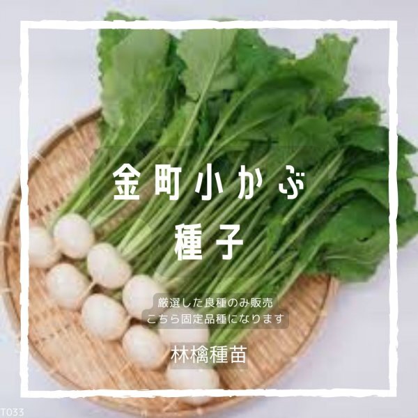 T33 家庭菜園でおすすめ品種 金町小かぶの種 固定種 野菜の種 貴重な累代自家採種!ここが他とは違います!拍卖