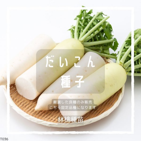 T36 家庭菜園でおすすめ品種 大根の種 固定種 野菜の種 貴重な累代自家採種!ここが他とは違います!拍卖