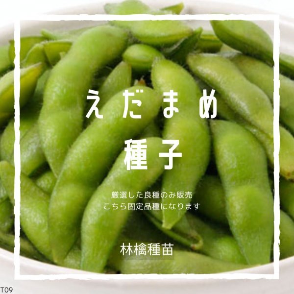 T9 家庭菜園でおすすめ品種 枝豆 えだまめ エダマメ 大豆 固定種 野菜の種 貴重な累代自家採種!ここが他とは違います!拍卖
