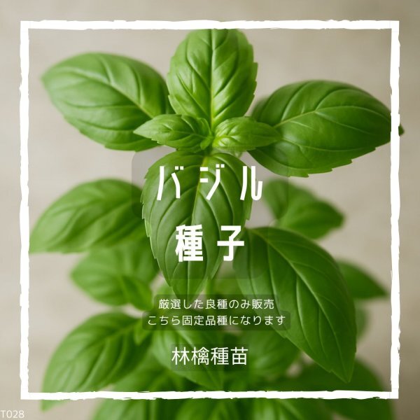 T28 家庭菜園でおすすめ品種 バジルの種 固定種 野菜の種 貴重な累代自家採種!ここが他とは違います!拍卖