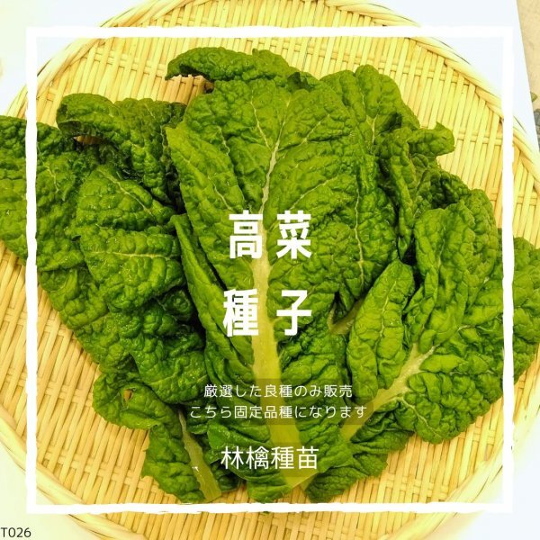 T26 家庭菜園でおすすめ品種 高菜の種 固定種 野菜の種 貴重な累代自家採種!ここが他とは違います!拍卖