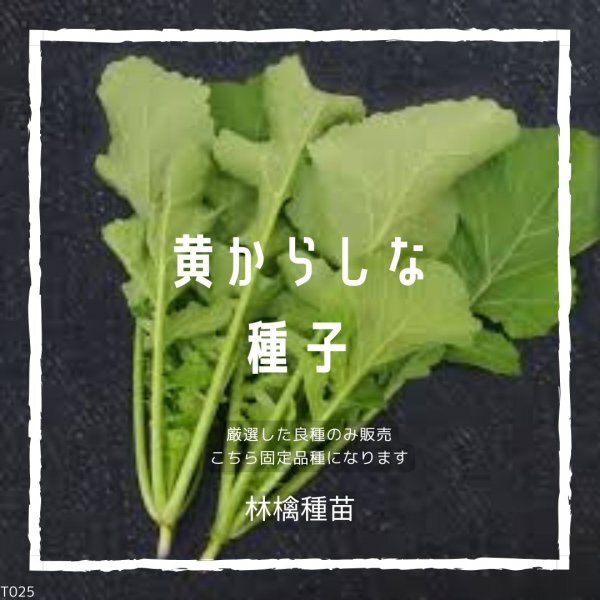 T25 家庭菜園でおすすめ品種 黄からしなの種 固定種 野菜の種 貴重な累代自家採種!ここが他とは違います!拍卖