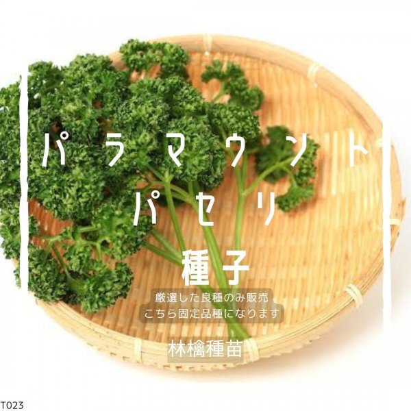 T23 家庭菜園でおすすめ品種 パラマウントパセリの種 固定種 野菜の種 貴重な累代自家採種!ここが他とは違います!拍卖
