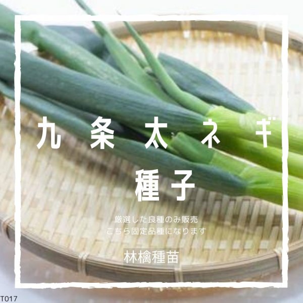 T17 家庭菜園でおすすめ品種 九条太ネギ 固定種 野菜の種 貴重な累代自家採種!ここが他とは違います!拍卖