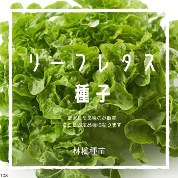 T08 家庭菜園でおすすめ品種 リーフレタス 固定種 野菜の種 貴重な累代自家採種!ここが他とは違います!拍卖
