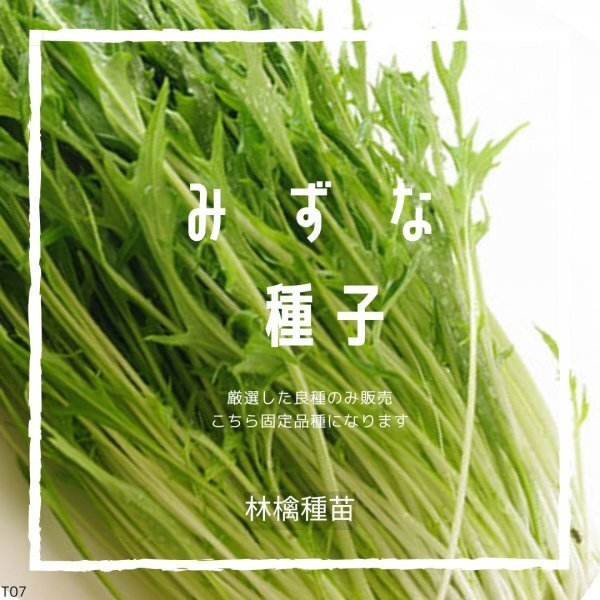 T07 家庭菜園でおすすめ品種 みずな 固定種 野菜の種 貴重な累代自家採種!ここが他とは違います!拍卖