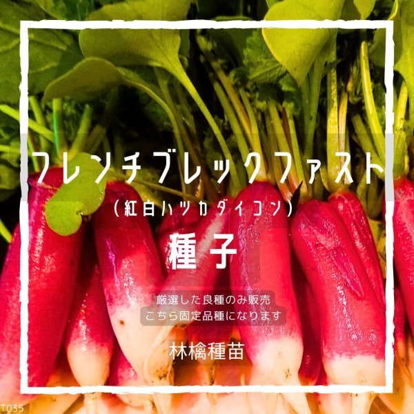 T35 家庭菜園でおすすめ品種 フレンチブレックファスト 二十日大根 種 固定種 野菜の種 貴重な累代自家採種!ここが他とは違います!拍卖