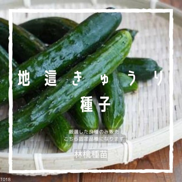 T18 家庭菜園でおすすめ品種 地這きゅうり 固定種 野菜の種 貴重な累代自家採種!ここが他とは違います!拍卖