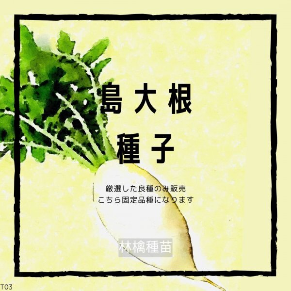 T03 沖縄 島大根の種 在来種 固定種 だいこん 野菜の種 貴重な累代自家採種!ここが他とは違います!拍卖