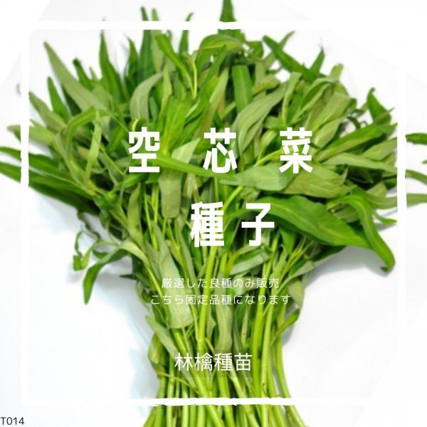 T14 家庭菜園でおすすめ品種 空心菜・エンサイ 固定種 野菜の種 貴重な累代自家採種!ここが他とは違います!拍卖