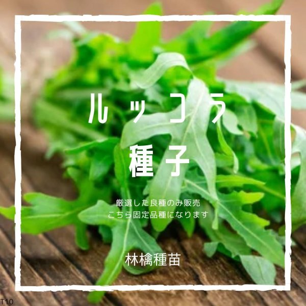 T10 家庭菜園でおすすめ品種 ルッコラ 固定種 野菜の種 貴重な累代自家採種!ここが他とは違います!  拍卖