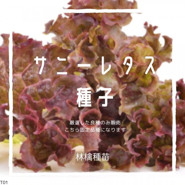 T01 家庭菜園でおすすめ品種 サニーレタスの種 固定種 野菜の種 貴重な累代自家採種!ここが他とは違います!拍卖