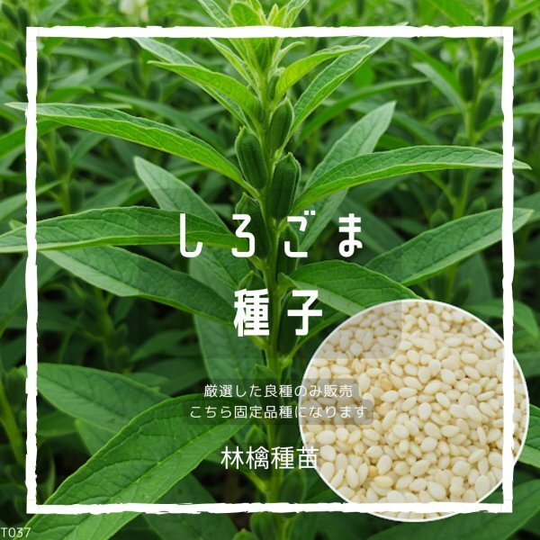 T37 家庭菜園でおすすめ品種 白ごまの種 固定種 野菜の種 貴重な累代自家採種!ここが他とは違います!拍卖