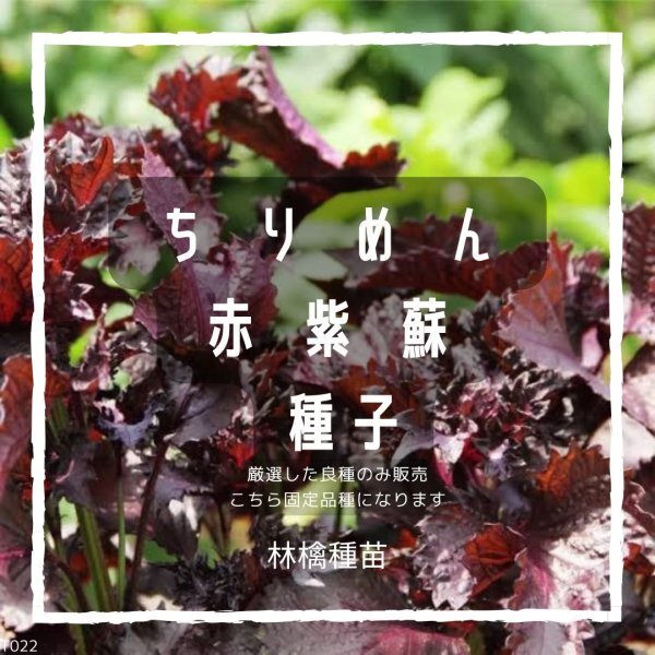 T22 家庭菜園でおすすめ品種 ちりめん赤紫蘇の種 固定種 野菜の種 貴重な累代自家採種!ここが他とは違います!拍卖