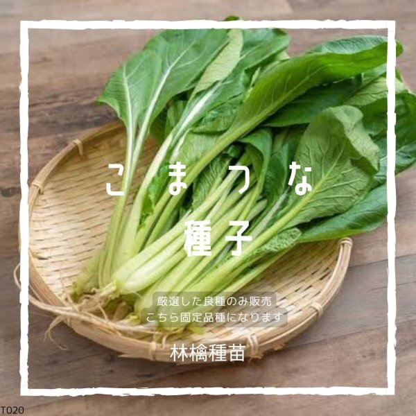 T20 家庭菜園でおすすめ品種 こまつな(小松菜) 固定種 野菜の種 貴重な累代自家採種!ここが他とは違います!拍卖
