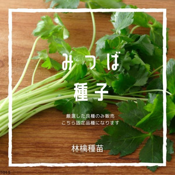 T13 家庭菜園でおすすめ品種 みつば 野菜の種 固定種 貴重な累代自家採種!ここが他とは違います!拍卖
