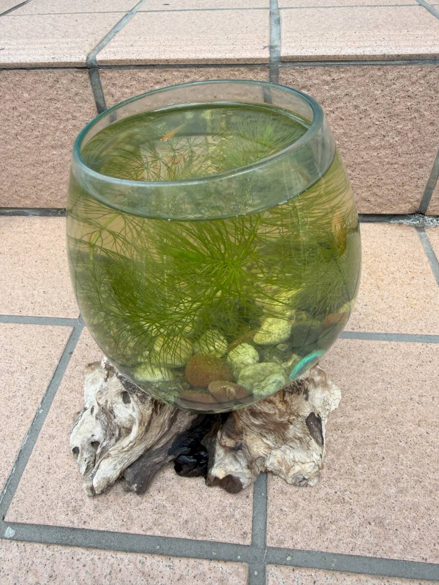 一点もの メダカ鉢 テラリウム めだか鉢 中サイズ 吹きガラス 手作り 花瓶 箱庭拍卖
