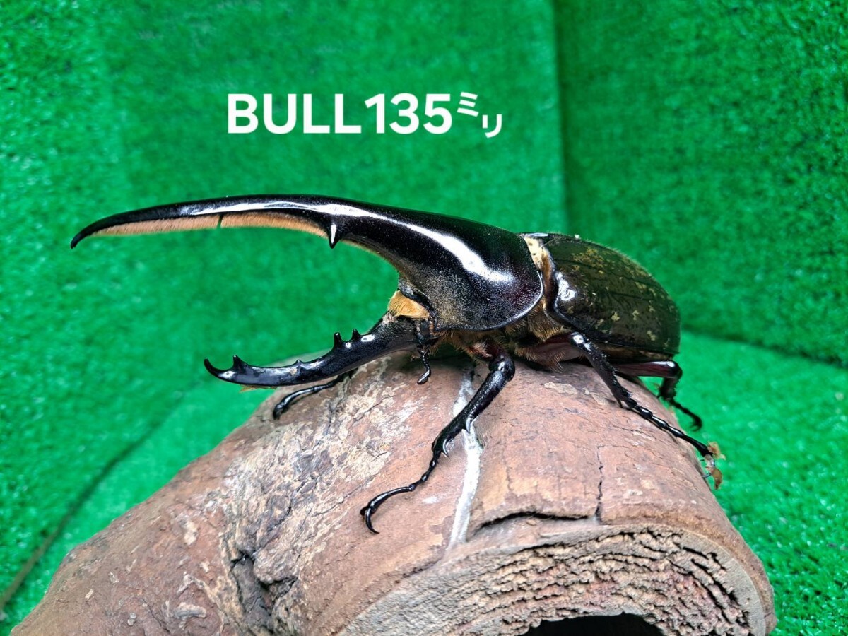 ヘラクレスBULL通常タイプ オス1、メス2のセット拍卖