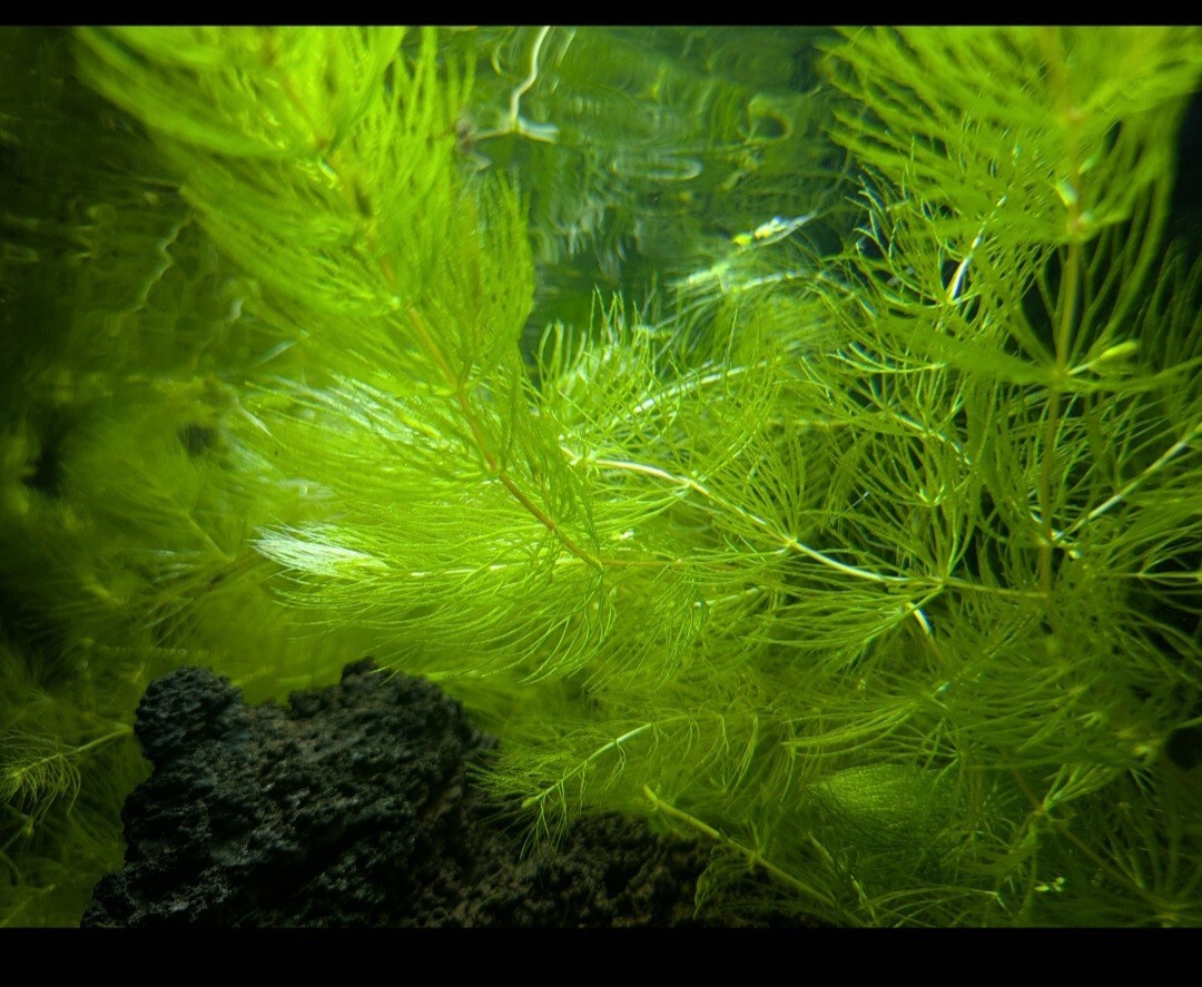 マツモ10本 いまならブラス5本拍卖