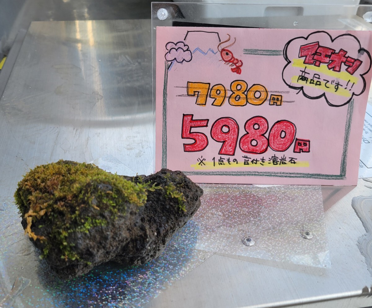 富士溶岩石コケ付き拍卖