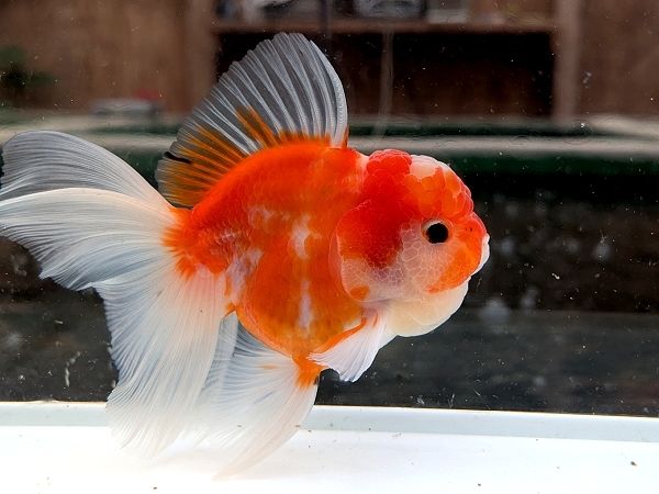 ★らん弐ちゃんファーム★│918│ 【動画あり】ローズテールオランダ 当歳魚 約12cm拍卖