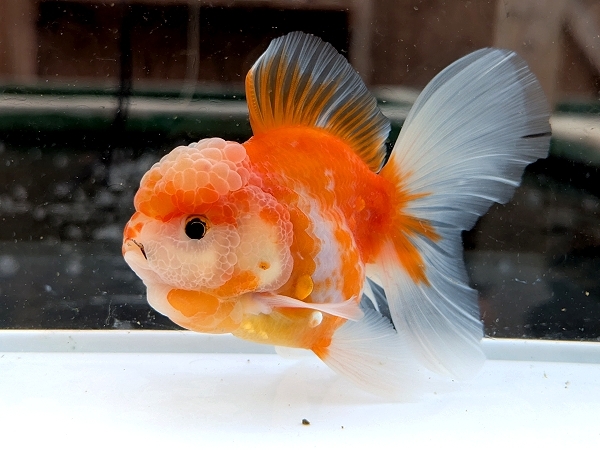 ★らん弐ちゃんファーム★│920│ 【動画あり】ローズテールオランダ 当歳魚 約12cm拍卖