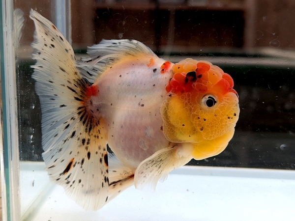 ★らん弐ちゃんファーム★│921│ 【動画あり】ローズテールオランダ 当歳魚 約12cm拍卖