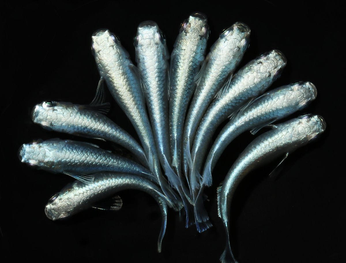 雲州幹之 5ペア 053117☆ めだか・メダカ【日本改良めだか研究所】拍卖