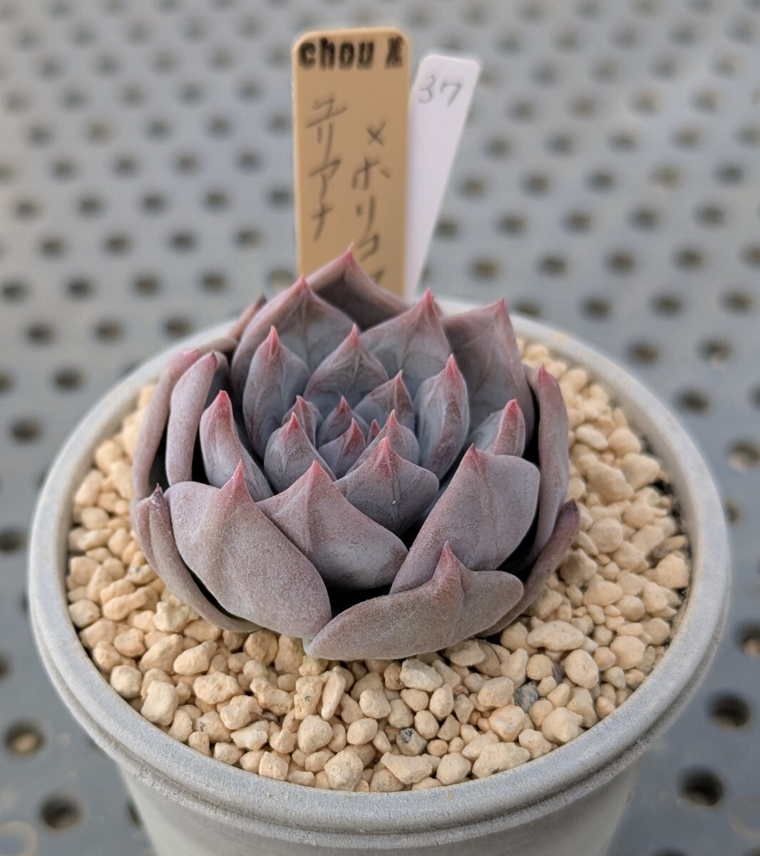 37.ユリアナ×ホリコロ【初出品】 実生苗 エケベリア 国産 多肉 Echeveria拍卖