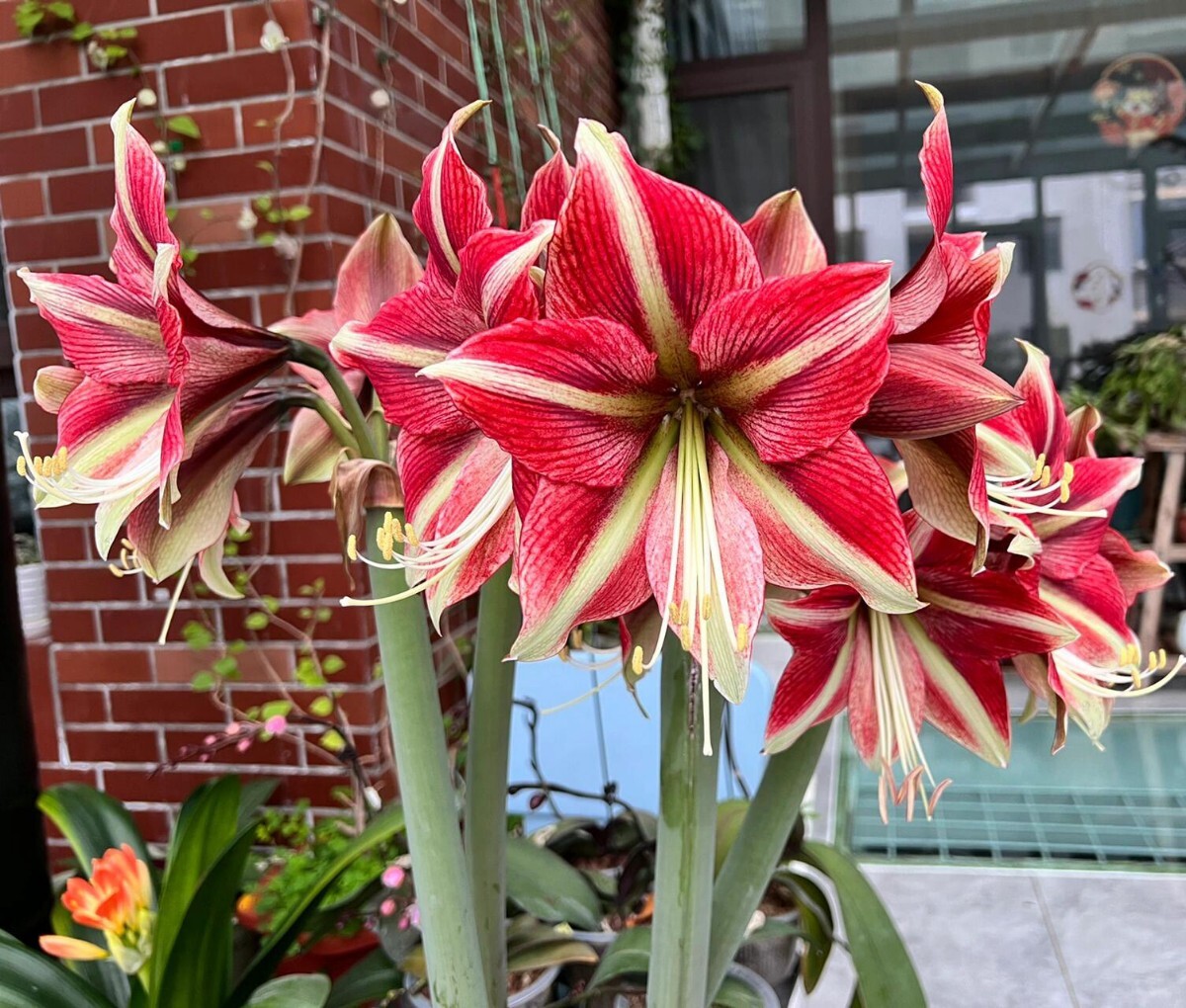 F18 レア品種アマリ キャッツアイせき 八重咲き 球根 極美 開花球 大球拍卖