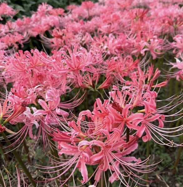 F8 5個球 球根/リコリス ピンクサーモン(大球)極美 開花球拍卖