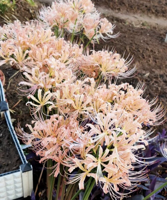 F10 4個球 球根/リコリス イエローピンク(大球)極美 開花球拍卖