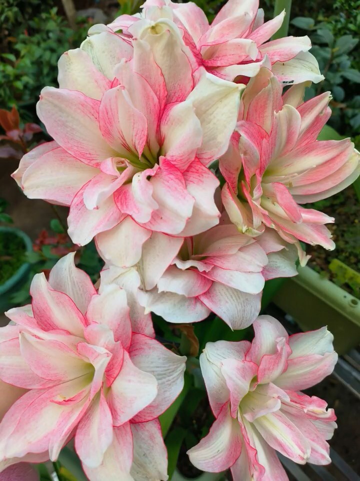 F16 レア品種アマリ Bee Jay 八重咲き 球根 極美 開花球 大球拍卖