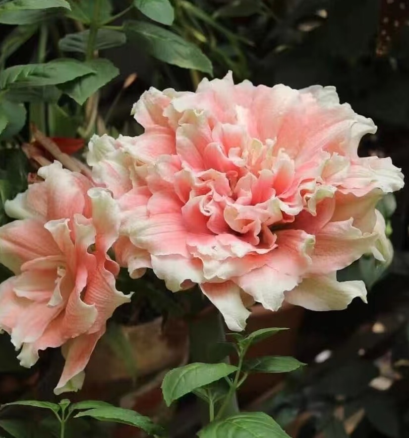 F4 レア品種アマリリス Coral Star 八重咲き 球根 大球 極美 開花球拍卖