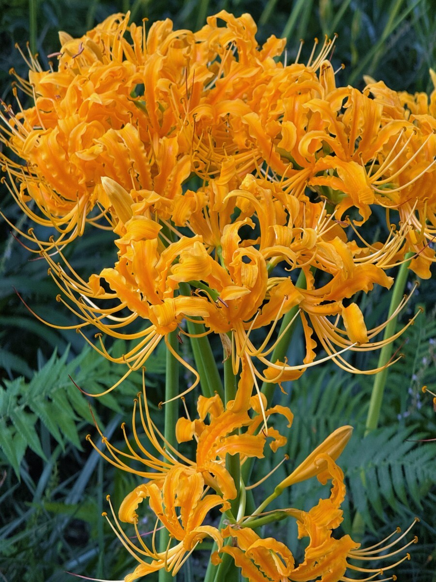 F70 5 個球 球根/リコリス フラメンコ(大球)金色 極美 開花球拍卖