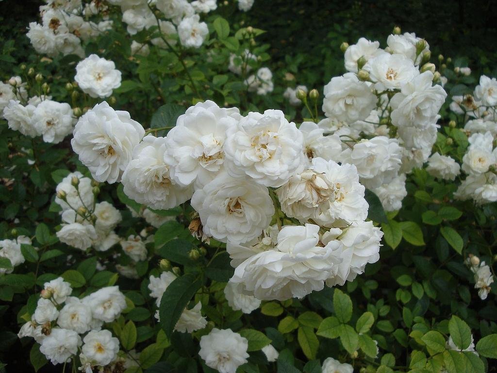 『アイスバーグ』 バラ新苗 FL 10.5㎝深ポット 中輪房咲 ss拍卖