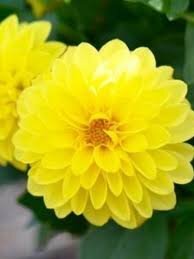 ダリア苗 『レディ スナ』 3.5号ポット コンパクトな黄色 ss拍卖