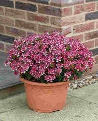 栄養系ネメシア苗 メロディ『ラズベリー』 香り、多花性 10.5㎝ポット sk拍卖