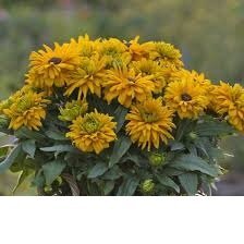 新世代宿根草 ルドベキア苗 『サンベキア ルシア』 13.5cm深ポット 耐寒性多年草 ss拍卖