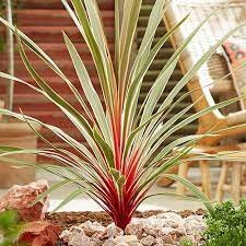 コルジリネ『マジックスター』 12センチポット苗拍卖