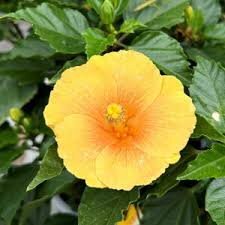ハイビスカス 『ミセス ジュン』 5号鉢 黄色系 熱帯花木 sk拍卖