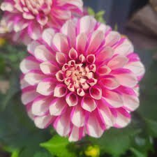 ダリア苗 『マダム ローズスワ-ル』 3.5号ポット ss拍卖