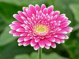 宿根ガーベラ 『ガルビネア スイートフィエスタ』 6号鉢拍卖