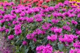 背の低いモナルダ苗 『ビー フリー』 10.5cmポット 来年用 ベルガモット 耐寒性多年草 sk拍卖